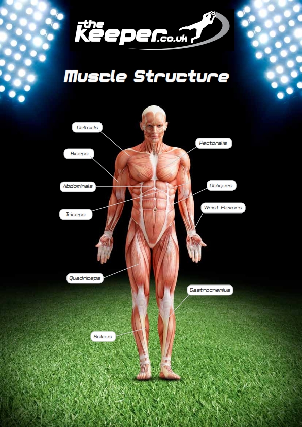 muscle structure1